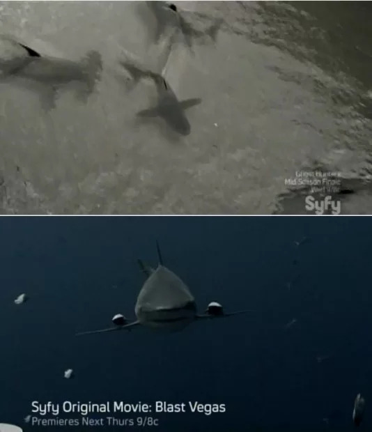 Tubarão visto de cima e depois visto de baixo na mesma cena, GENIAL!